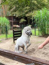 Ein Shetland Pony in der Filmtierschule zeigt seine Kunstst&uuml;cke